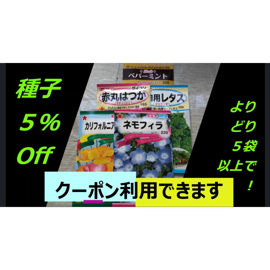 ３袋以上でクーポン割引 小豆 大納言 あずき 大粒 種 郵便は送料無料