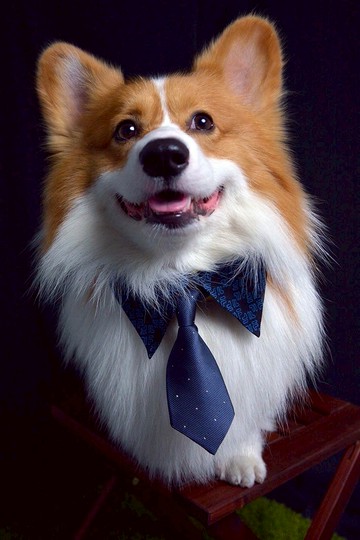 寵物單面襯衫領- 藍色BY (XL/2XL/3XL)