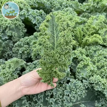 羽衣甘藍種子   陽台輕鬆種 打綠拿鐵必備  超級食物 陽台盆栽好種 冬季菜園首選 蔬菜種籽