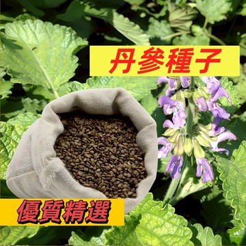 （快速出貨）丹參種子 中草藥材多年生野菜種籽 春季紅血參丹參 台灣本土藥草 陽台盆栽可種 送禮自用兩相宜 自己種最安心