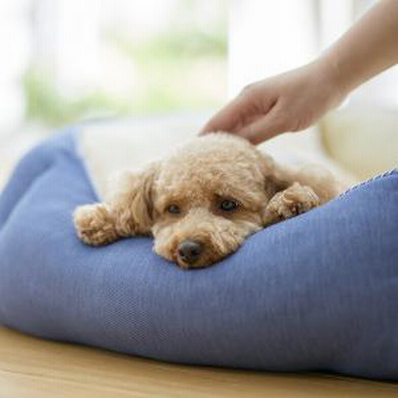 Sippole Sippole 2wayスクエアベッド インディゴ S 犬用ベッド 通販 Lineポイント最大get Lineショッピング