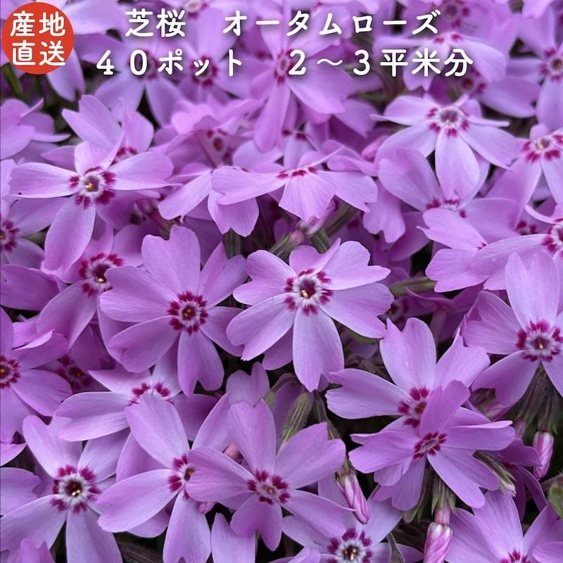 レビュー特典あり 芝桜 オータムローズ ピンク色種 9cmポット苗 40株 シバザクラ グランドカバー