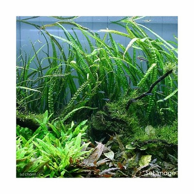 水草 クリプトコリネ バランサエ 水中葉 無農薬 ６株 北海道航空便要保温 通販 Lineポイント最大0 5 Get Lineショッピング