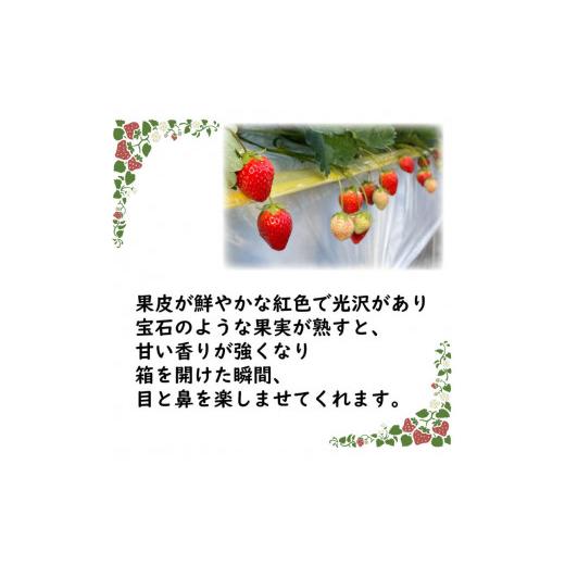 ふるさと納税 香川県 さぬき市 完熟さぬきひめ 2L 250g×4パック