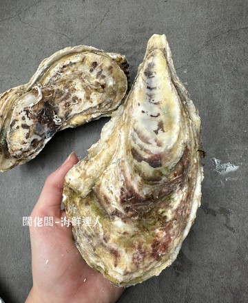 【闊佬闆-海鮮達人】宮城縣全殼生蠔 巨大生蠔 生蠔 150-200g/顆，最少要購買5顆