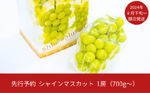 先行予約 シャインマスカット 1房(700g以上) [2024年発送予定] 新潟県産 種なし ぶどう マスカット [JAえちご中越]
