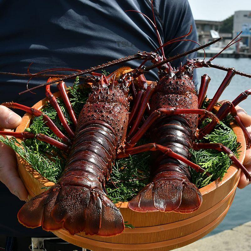 伊勢海老の本場 三重県伊勢志摩産 天然活魚問屋直送 活 伊勢海老 超々特大2尾(0.9?入り） ギフト (2匹)