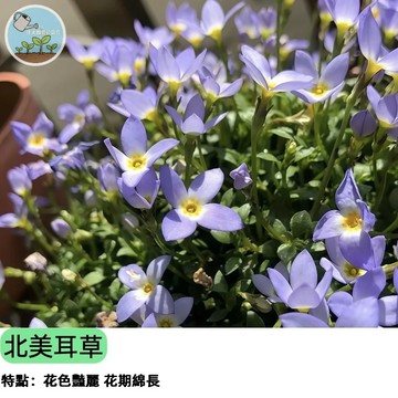 💙【夢幻藍色花海】藍花北美耳草種子 喜林草 嬰兒藍眼 超夢幻療癒系 陽台盆栽 地被植物 早春開花 台灣氣候可種