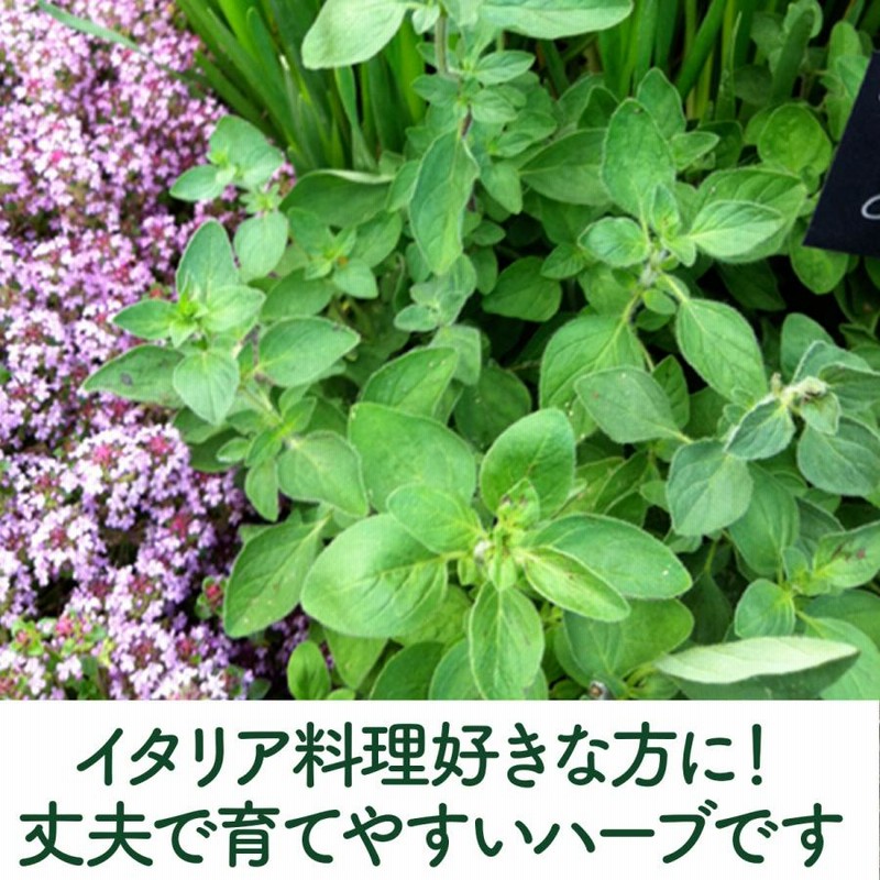 ハーブ 苗 オレガノ 種類 栽培 ハーブガーデン ハーブティー 花 ガーデニング 栽培キット 通販 Lineポイント最大0 5 Get Lineショッピング