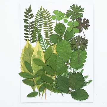 現代簡約植物干花壓花材料包 押花手工diy書簽滴膠手機殼標本相框
