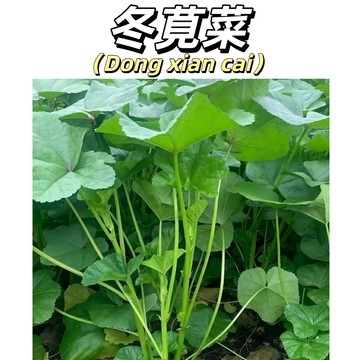 【懷念古早味】冬寒菜/冬莧菜種子｜滑嫩口感 煮粥絕配｜耐寒養生 秋冬限定｜高鈣蔬菜 庭院陽台可種｜附簡易採收攻略｜現貨