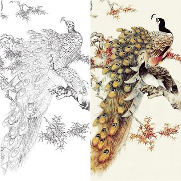 實物參照彩圖 底稿 可上色 列印稿 宣紙 孔雀工筆劃白描底稿動物工筆白描底稿實物2-77