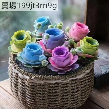 現貨 新款 山地玫瑰多肉種子（500粒）四季種植 酒杯山地玫瑰多肉種子 辦公室 盆栽庭院 桌面綠植花卉種子 超低價