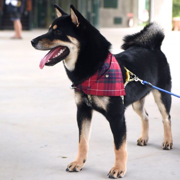 寵物玫瑰紅領巾-不含項圈、牽繩【ZAZAZOO】