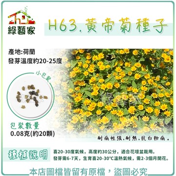 【綠藝家】H63.黃帝菊種子0.08克(約20顆)(金星)