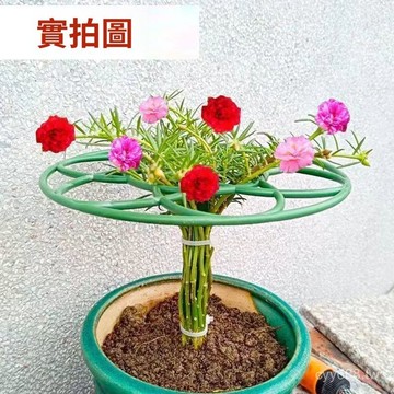臺灣出貨⚡太陽花棒棒糖支架單層多層支撐架植物造型爬藤固定架蟹爪蘭支撐桿 8VWA