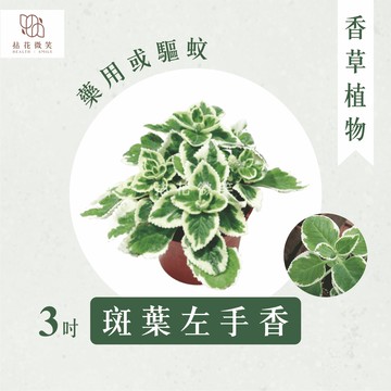 【拈花微笑】斑葉左手香｜3吋｜香草植物｜驅蟲植物｜調味料｜泡茶飲用｜沙拉｜甜點｜藥用｜精油｜觀賞