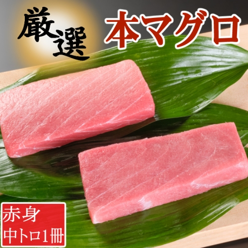 厳選本マグロ赤身、中トロ食べくらべ