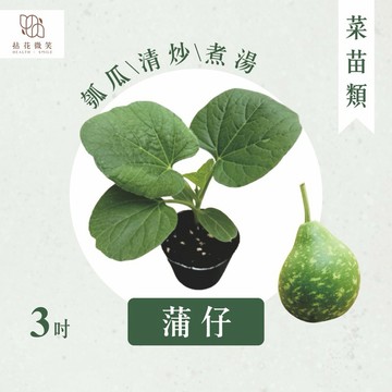 【拈花微笑】花蒲｜白蒲｜3吋｜菜苗｜料理｜食用蔬菜｜調味料｜烹飪｜有機｜蔬果