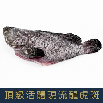 【就是愛海鮮】 頂級活體現流龍虎斑550-600g【冷凍真空出貨】 肉質細嫩[量大可配合批發/團購]