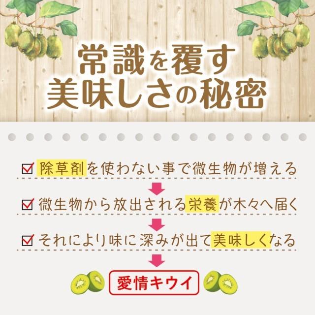 キウイ フルーツ 通常品 2kg 送料無料 国産 ギフト 果物 くだもの 家庭用 産地直送