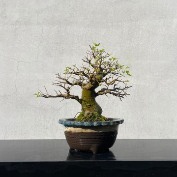 小品盆栽-石朴 盆景 粗頭精品