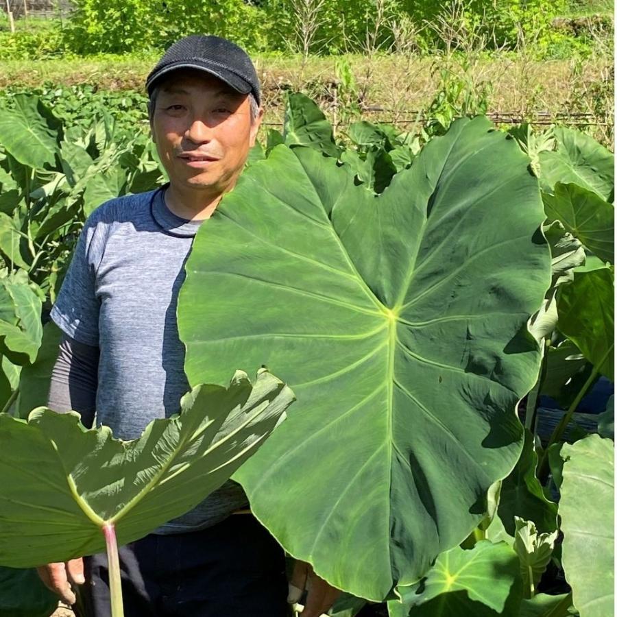 里芋5kg　有機栽培 産地直送 農家直送 熊本野菜