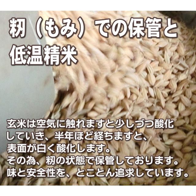 誕生日プレゼント お米 5kg 農薬不使用 希少米コシヒカリ 無洗米 カード付き 新潟米 産地直送 人気 おしゃれ お祝い 誕生日 送料無料