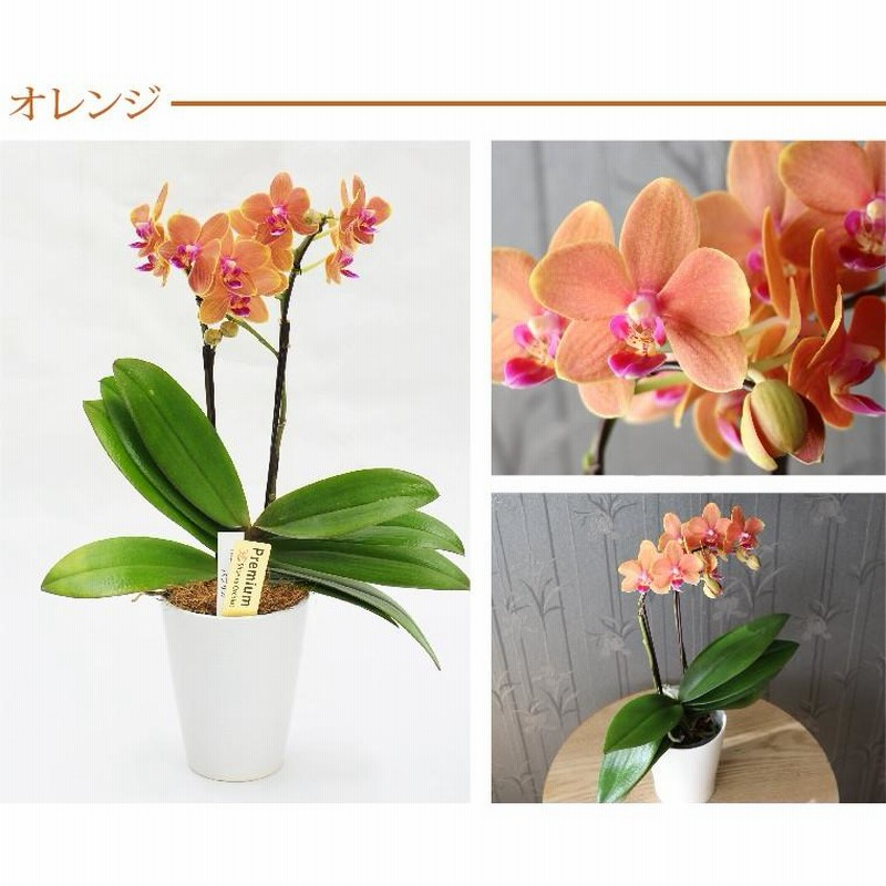 母の日 2023 花 お手入れ簡単ミディ胡蝶蘭「ティアモ」 鉢花 花鉢