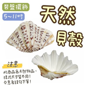 【知久道具屋】天然貝殼 擺盤 裝飾品