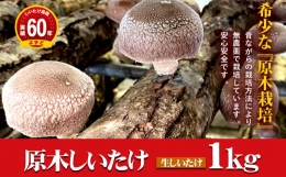 2024年3月発送　希少！原木しいたけ「生椎茸」1kg