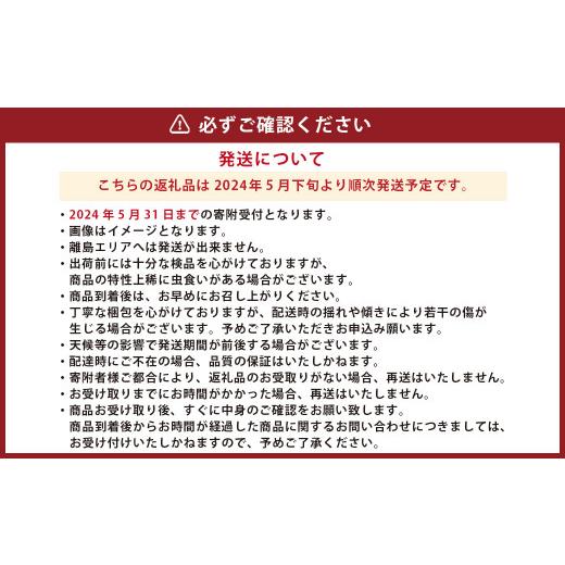 ふるさと納税 熊本県 熊本県産 スイートコーン 約3.5kg