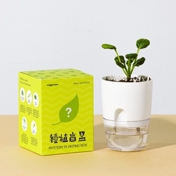 【散水禮物生日禮物】種植盲盒 小葉菜系列 種植套裝