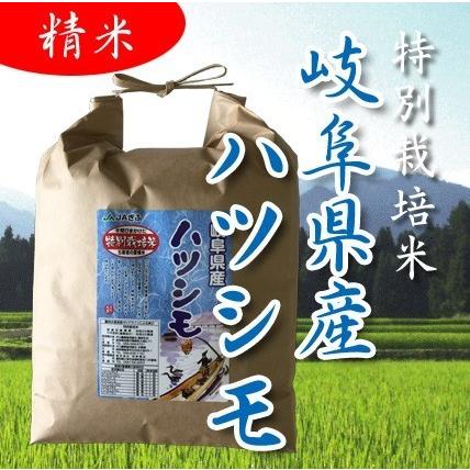 米5kg  お米 精米 岐阜県産 美濃ハツシモ 5年産 特別栽培米