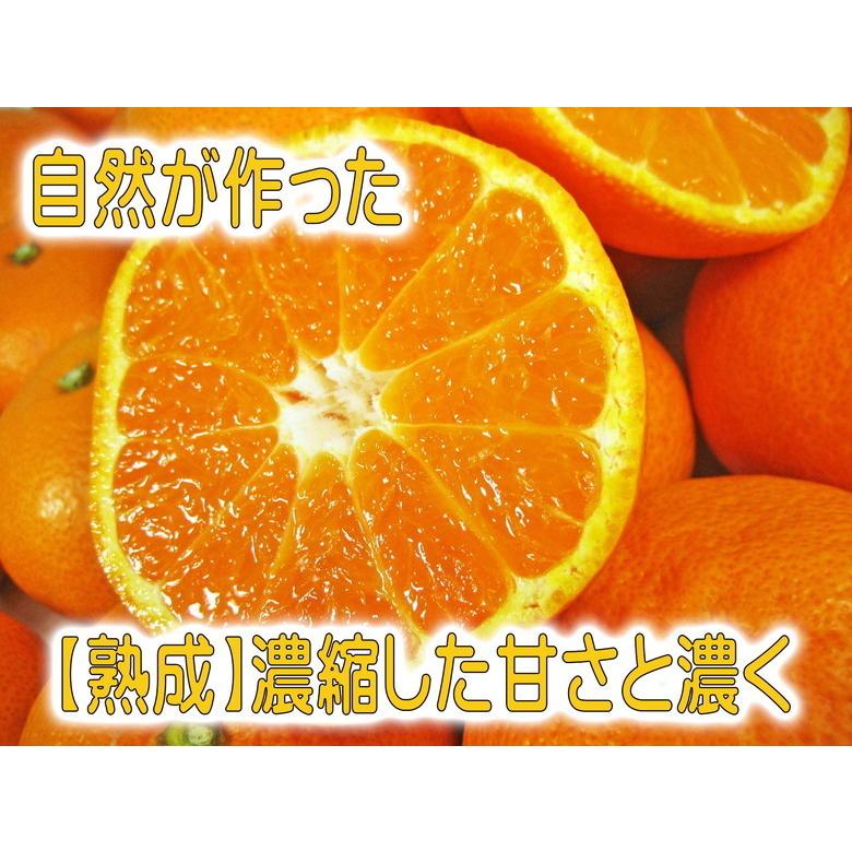 「訳あり」早世みかん濃厚な甘さと爽やかな香り 「早世みかん」4.5kg 500g（保証分）合計約5kg 　送料無料（ S〜2L （サイズ混合　無選別）熊本県産天草産