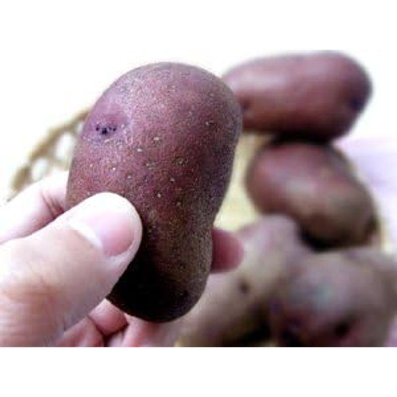 インカルージュ お得用 5kg (サイズ無選別) 北海道産地直送じゃがいも インカの瞳 (インカのめざめの新しい品種のジャガ芋)