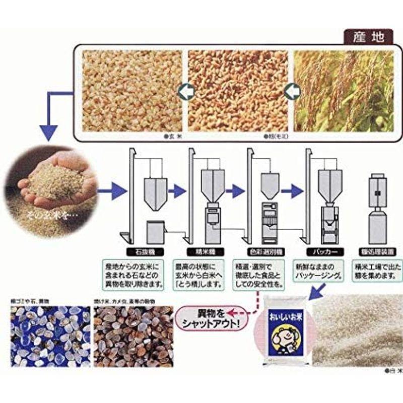 新潟県産 コシヒカリ 令和3年産 精米 ５ｋｇ×２袋 （１０ｋｇ）