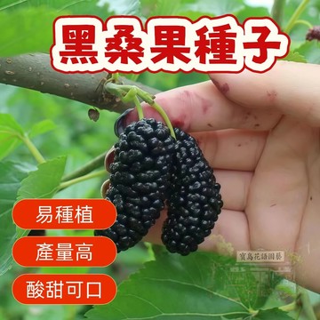 ⛅️現貨 黑桑果桑葚種子 桑葚種子 酸甜可口   易種植 水果種子 盆栽果樹 庭院花園種植 四季播種