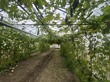 大溪有機農場釋出投資自用皆宜｜桃園市大溪區埔尾
