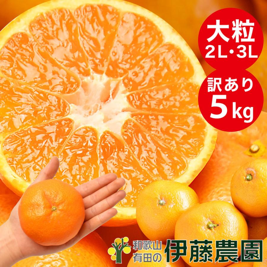 みかん 訳あり 5kg 送料無料 和歌山 自宅用 大玉 2Lサイズ〜3Lサイズ 混合 箱買い ご当地 お取り寄せ 粗選別