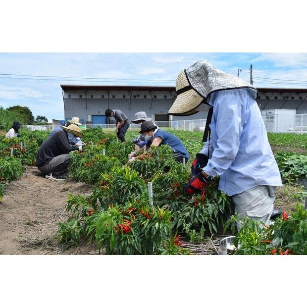 牛すじ煮込み 2パック 280ｇ入り×2 熊本県産の牛すじ肉使用 国産 メール便 送料無料 ポイント消化