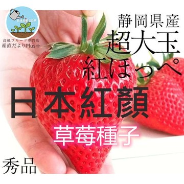 🍓【日本高甜品種】靜岡紅顏草莓種子(紅ほっぺ) 高甜度草莓 陽台盆栽 家庭果園 贈送詳細栽培攻略 日本原種 可重複採收