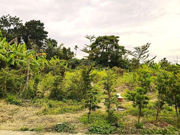 旗山頭林臨路休閒/慢活自在/優質方正農地｜高雄市旗山區頭林段