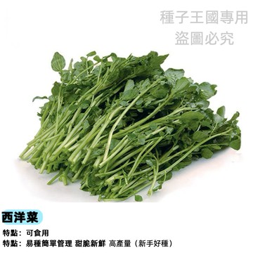 🥬【活體蔬菜盆栽】西洋菜種子(豆瓣菜/水田芥) 水耕土耕均可 現採現吃 沙拉火鍋必備 不斷採收 維他命C寶庫 室內可種