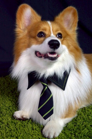 寵物單面襯衫領- 黃藍色YE (XL/2XL/3XL)