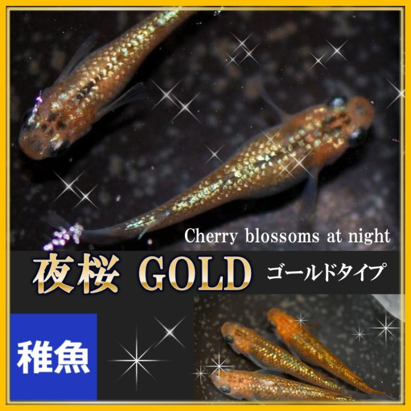 メダカ 夜桜ゴールドめだか 稚魚10匹 /夜桜メダカ 夜桜めだか