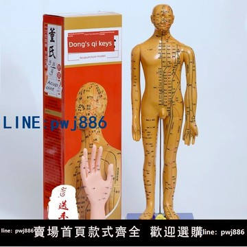 【便宜有好貨】練習針灸假人男女人體超清訓練大型人工人體數字健康穴位模型