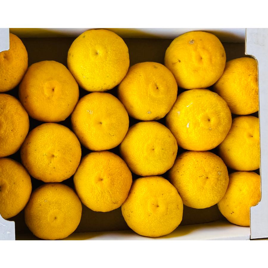 熊本県産 大分県産 ゆず 柚子 訳あり 箱込み 約1.5kg 柑橘類 柑橘  規格外 家庭用 贈答不可 加工用 通販