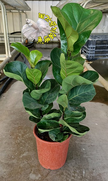 琴葉榕盆栽 5 6吋盆多年生觀葉植物 半日照佳 要幾盆請先確認 Yahoo奇摩超級商城 Line購物