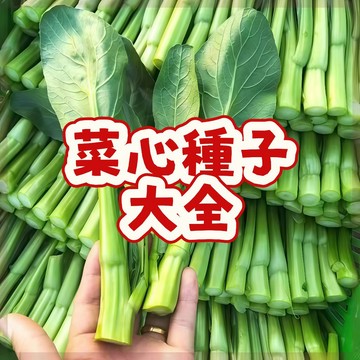 🔥🔥現貨 【菜心種子大全】 當季新籽  高產穏產 營養豐富 脆爽可口  陽台庭院盆栽 新手易種易活 #超優惠